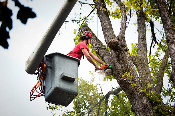 Best Tree Removal Services  in Lake Tapps, WA